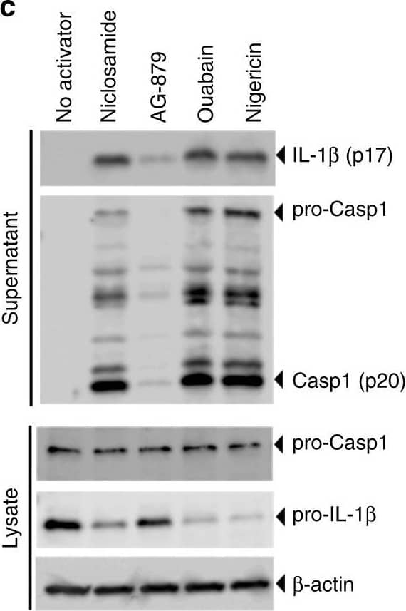 Detection of Mouse IL-1 beta/IL-1F2 by Western Blot