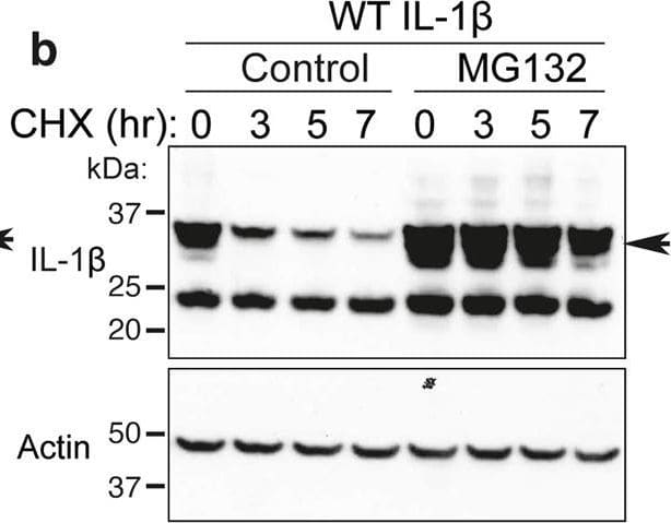 Detection of Mouse IL-1 beta/IL-1F2 by Western Blot