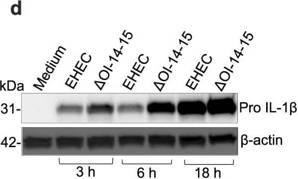 Detection of Mouse IL-1 beta/IL-1F2 by Western Blot