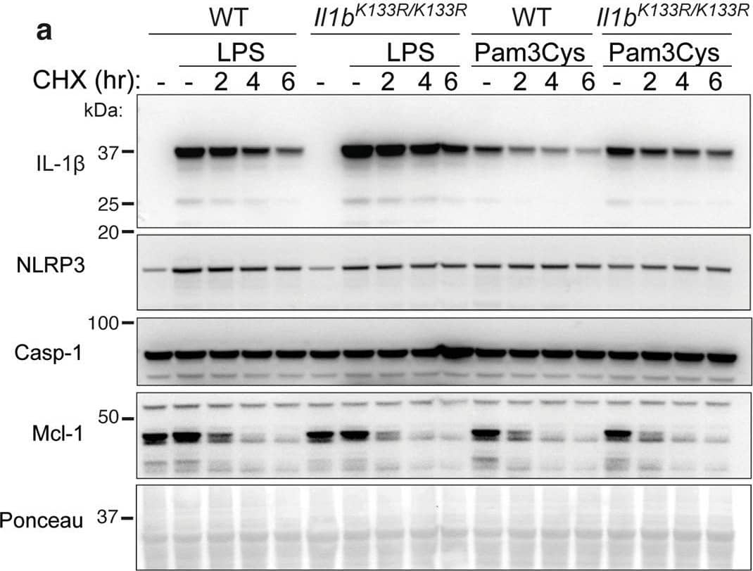 Detection of Mouse IL-1 beta/IL-1F2 by Western Blot