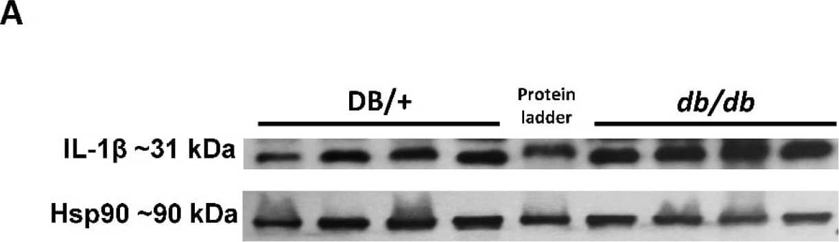 Detection of Mouse IL-1 beta/IL-1F2 by Western Blot