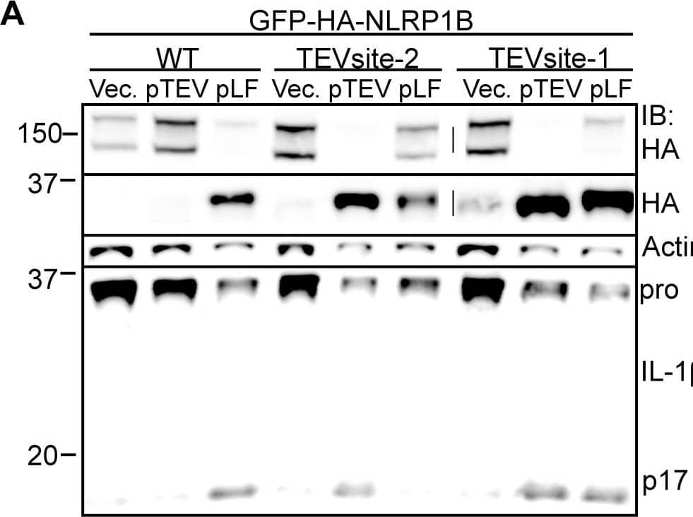 Detection of IL-1 beta/IL-1F2 by Western Blot