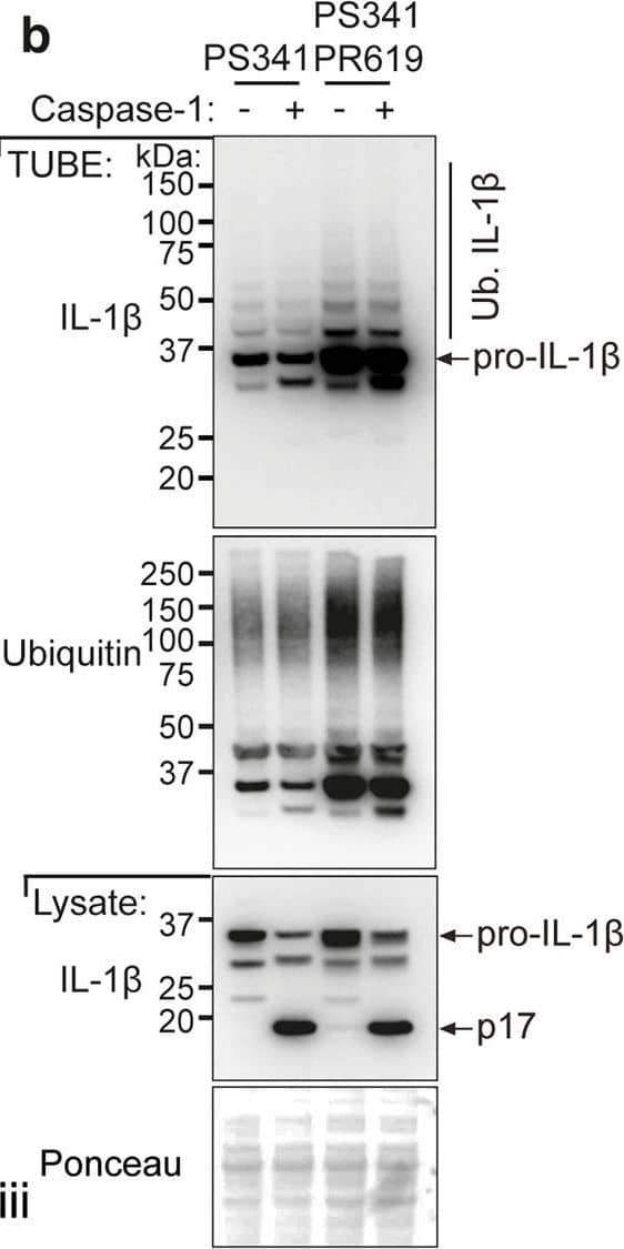 Detection of Mouse IL-1 beta/IL-1F2 by Western Blot
