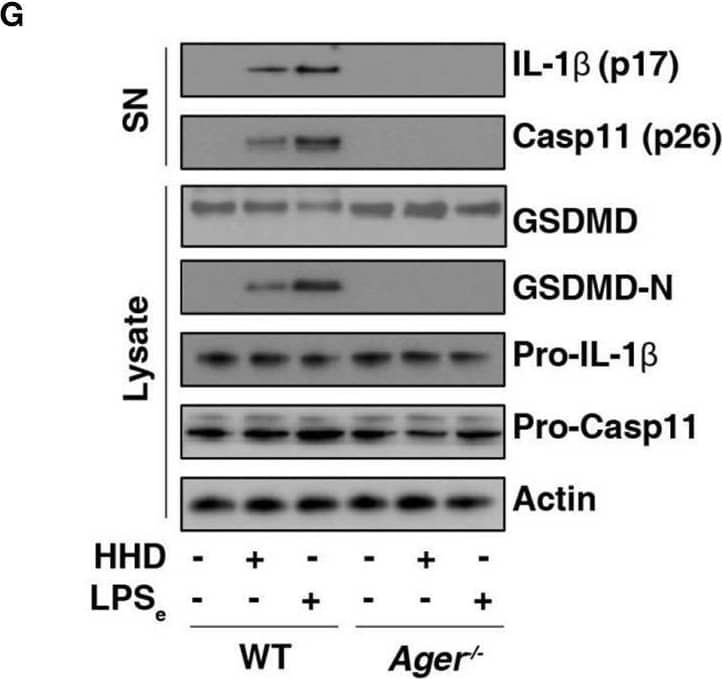 Detection of Mouse IL-1 beta/IL-1F2 by Western Blot