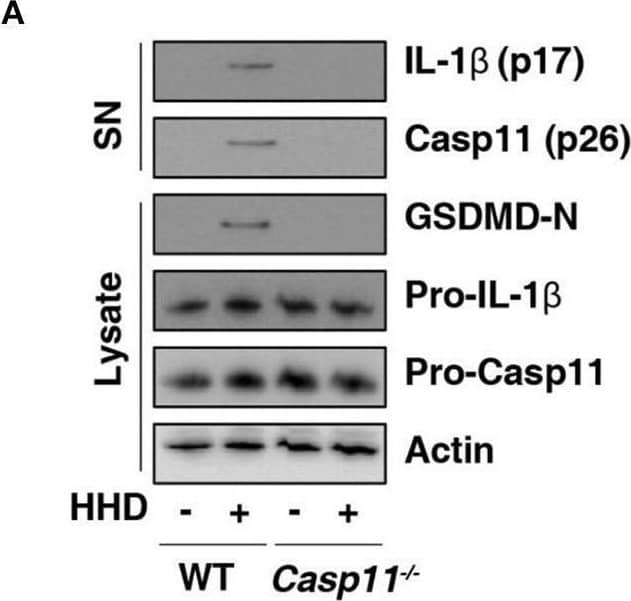 Detection of Mouse IL-1 beta/IL-1F2 by Western Blot