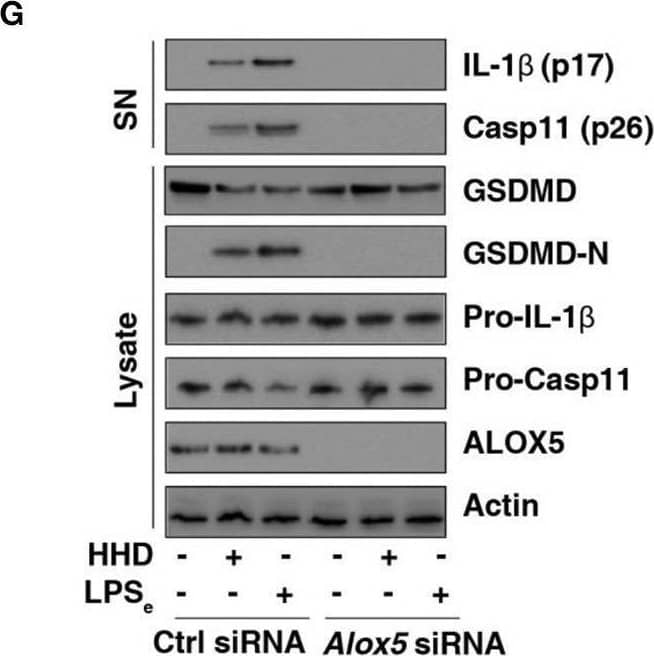 Detection of Mouse IL-1 beta/IL-1F2 by Western Blot