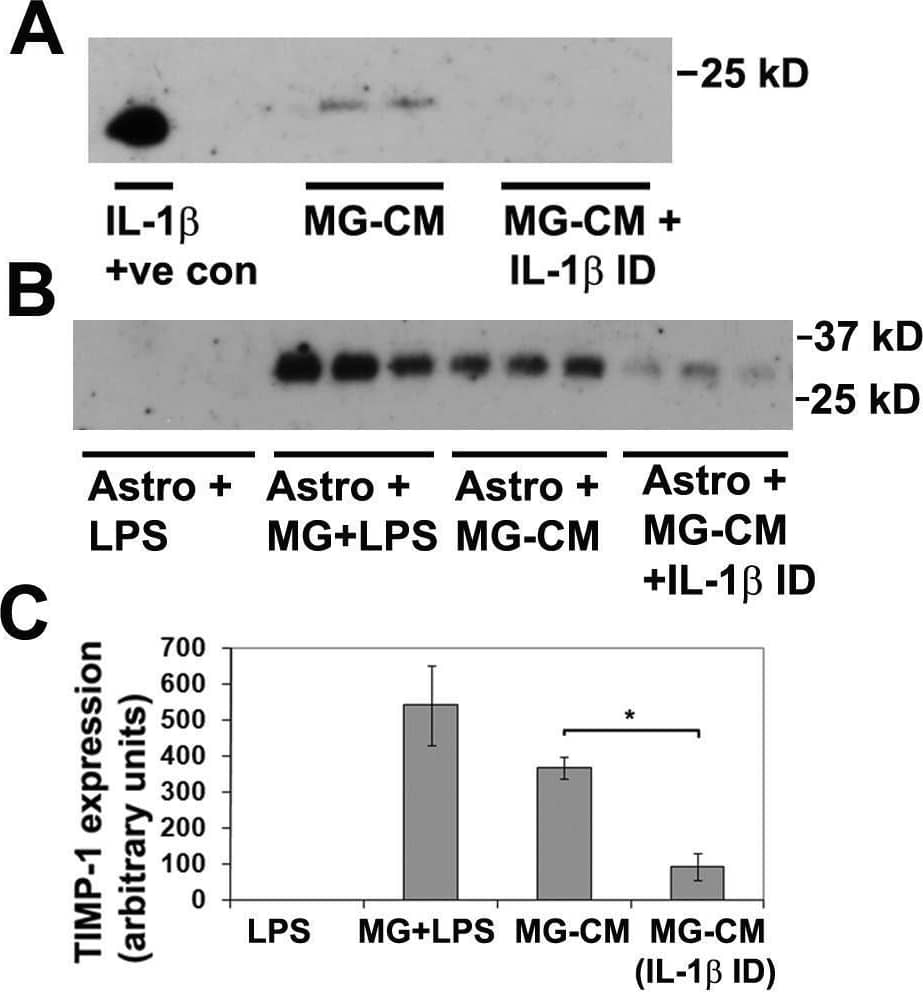 Detection of Mouse IL-1 beta/IL-1F2 by Western Blot