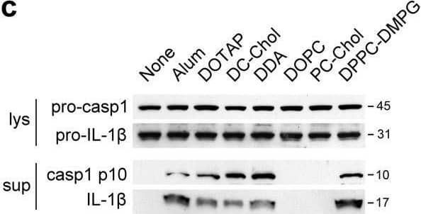 Detection of Mouse IL-1 beta/IL-1F2 by Western Blot