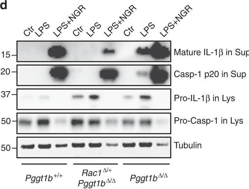 Detection of IL-1 beta/IL-1F2 by Western Blot
