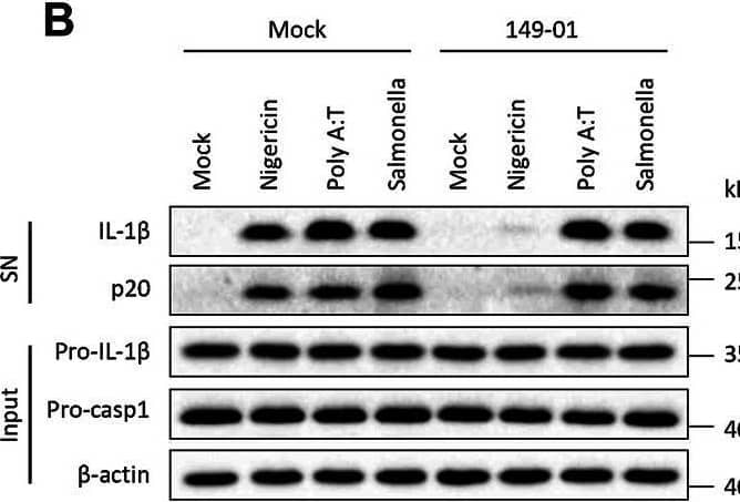Detection of Mouse IL-1 beta/IL-1F2 by Western Blot