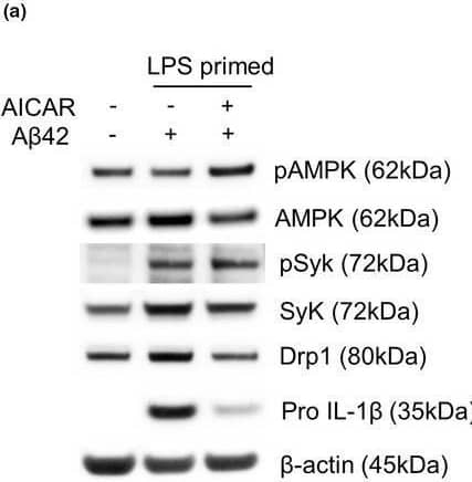 Detection of Mouse IL-1 beta/IL-1F2 by Western Blot