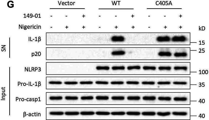 Detection of Mouse IL-1 beta/IL-1F2 by Western Blot
