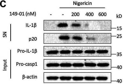 Detection of Mouse IL-1 beta/IL-1F2 by Western Blot