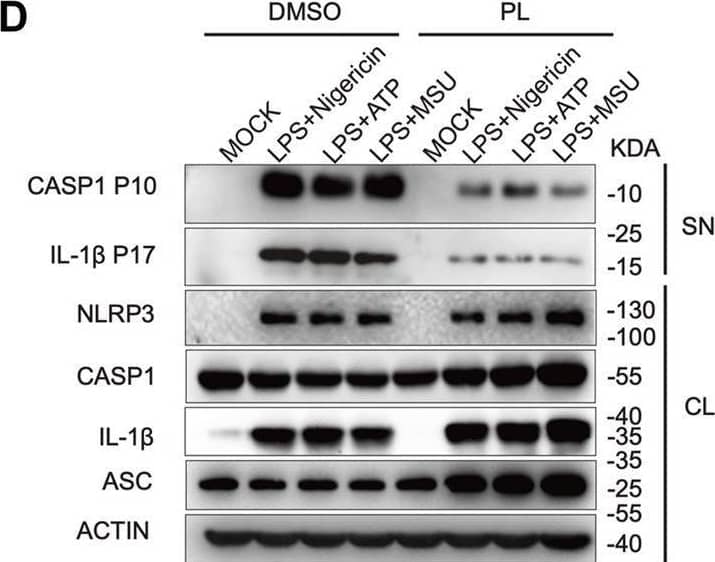 Detection of Mouse IL-1 beta/IL-1F2 by Western Blot