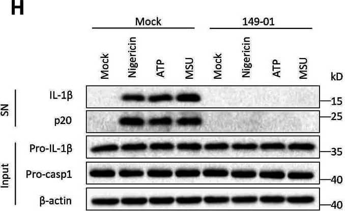 Detection of Mouse IL-1 beta/IL-1F2 by Western Blot