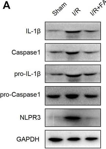 Detection of IL-1 beta/IL-1F2 by Western Blot