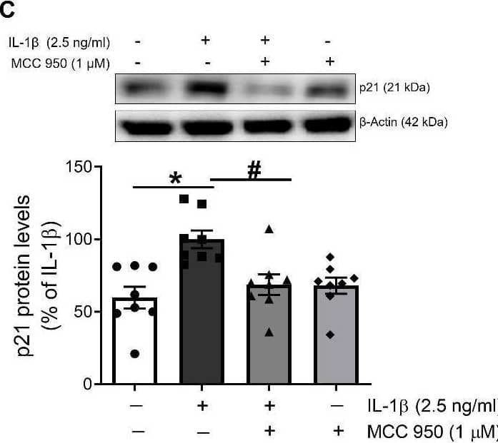 Detection of IL-1 beta/IL-1F2 by Western Blot
