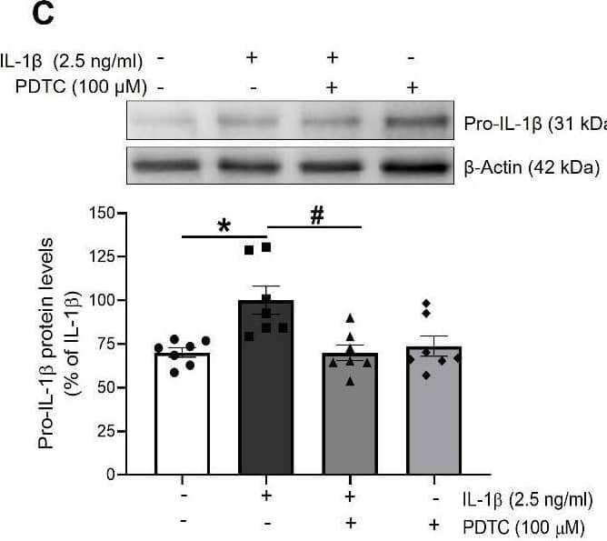 Detection of IL-1 beta/IL-1F2 by Western Blot