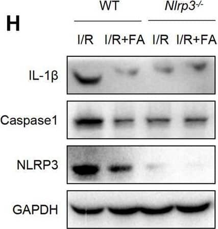 Detection of IL-1 beta/IL-1F2 by Western Blot