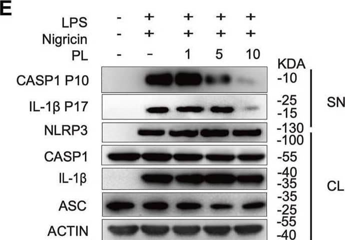 Detection of Mouse IL-1 beta/IL-1F2 by Western Blot