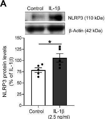 Detection of IL-1 beta/IL-1F2 by Western Blot