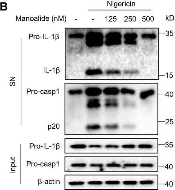 Detection of Mouse IL-1 beta/IL-1F2 by Western Blot