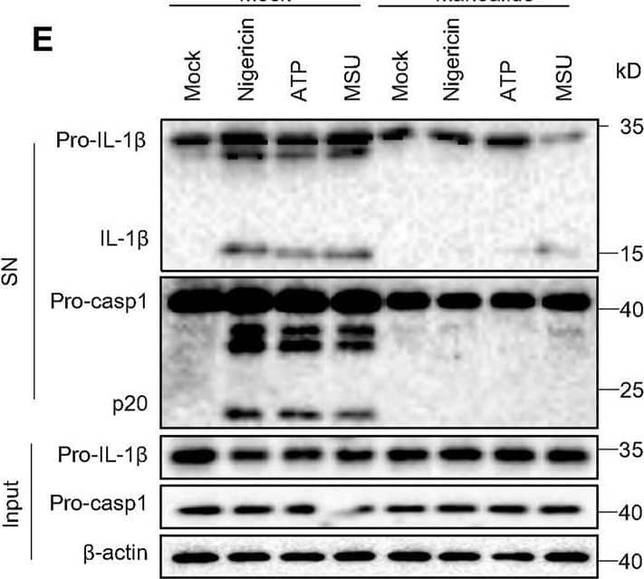 Detection of Mouse IL-1 beta/IL-1F2 by Western Blot