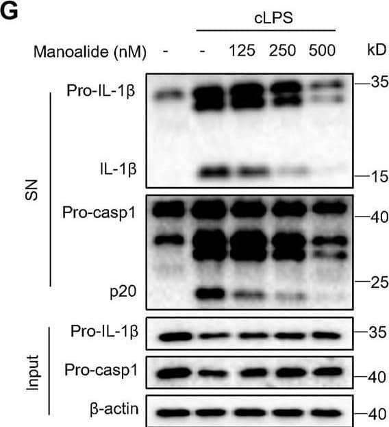 Detection of Mouse IL-1 beta/IL-1F2 by Western Blot