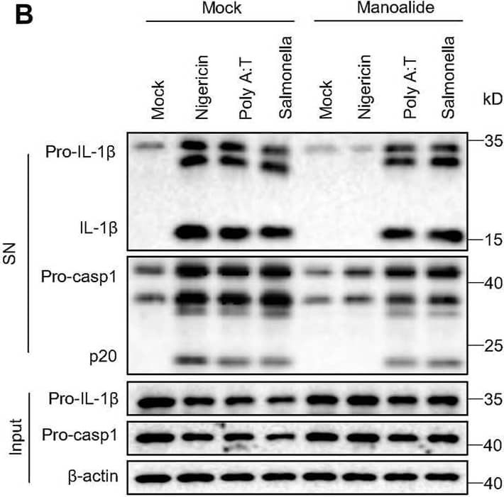 Detection of Mouse IL-1 beta/IL-1F2 by Western Blot