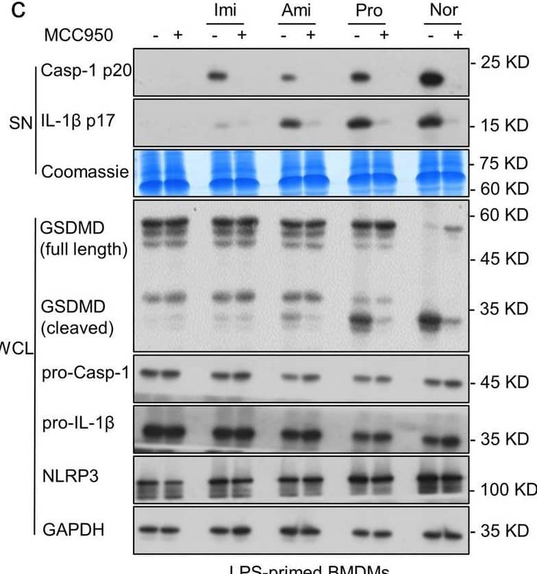 Detection of Mouse IL-1 beta/IL-1F2 by Western Blot