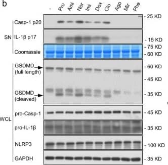 Detection of Mouse IL-1 beta/IL-1F2 by Western Blot