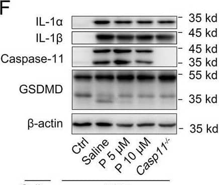 Detection of Mouse IL-1 beta/IL-1F2 by Western Blot