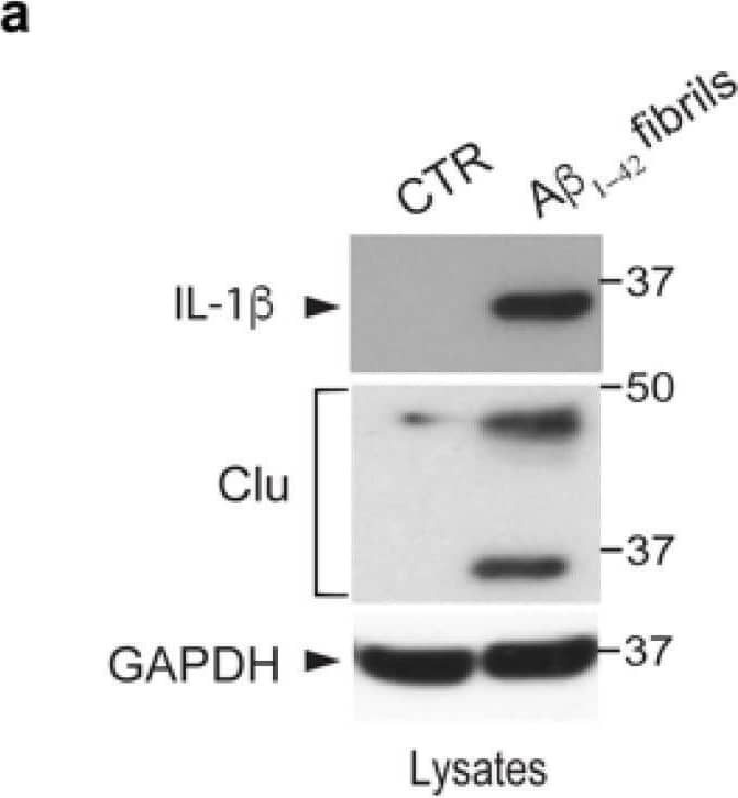 Detection of IL-1 beta/IL-1F2 by Western Blot