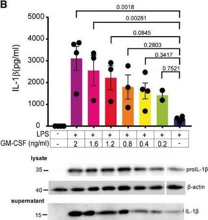 Detection of Mouse IL-1 beta/IL-1F2 by Western Blot