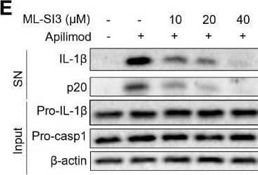 Detection of Mouse IL-1 beta/IL-1F2 by Western Blot