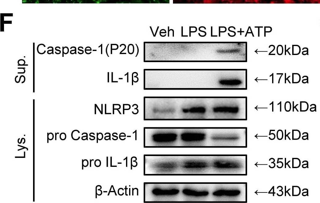 Detection of IL-1 beta/IL-1F2 by Western Blot