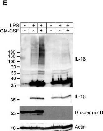 Detection of Mouse IL-1 beta/IL-1F2 by Western Blot