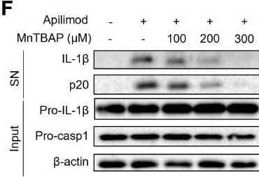 Detection of Mouse IL-1 beta/IL-1F2 by Western Blot