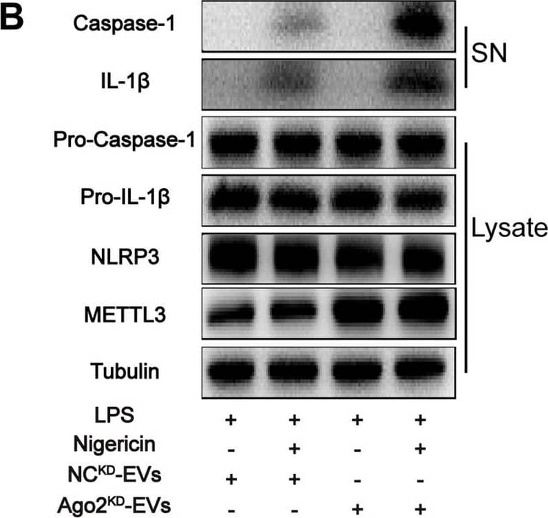 Detection of IL-1 beta/IL-1F2 by Western Blot