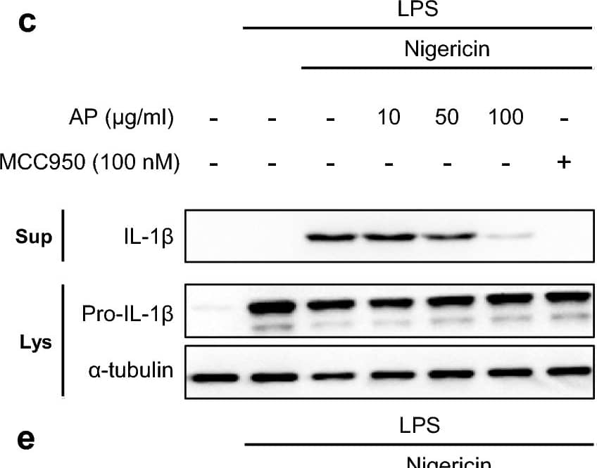 Detection of Mouse IL-1 beta/IL-1F2 by Western Blot