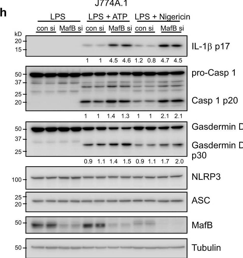 Detection of Mouse IL-1 beta/IL-1F2 by Western Blot