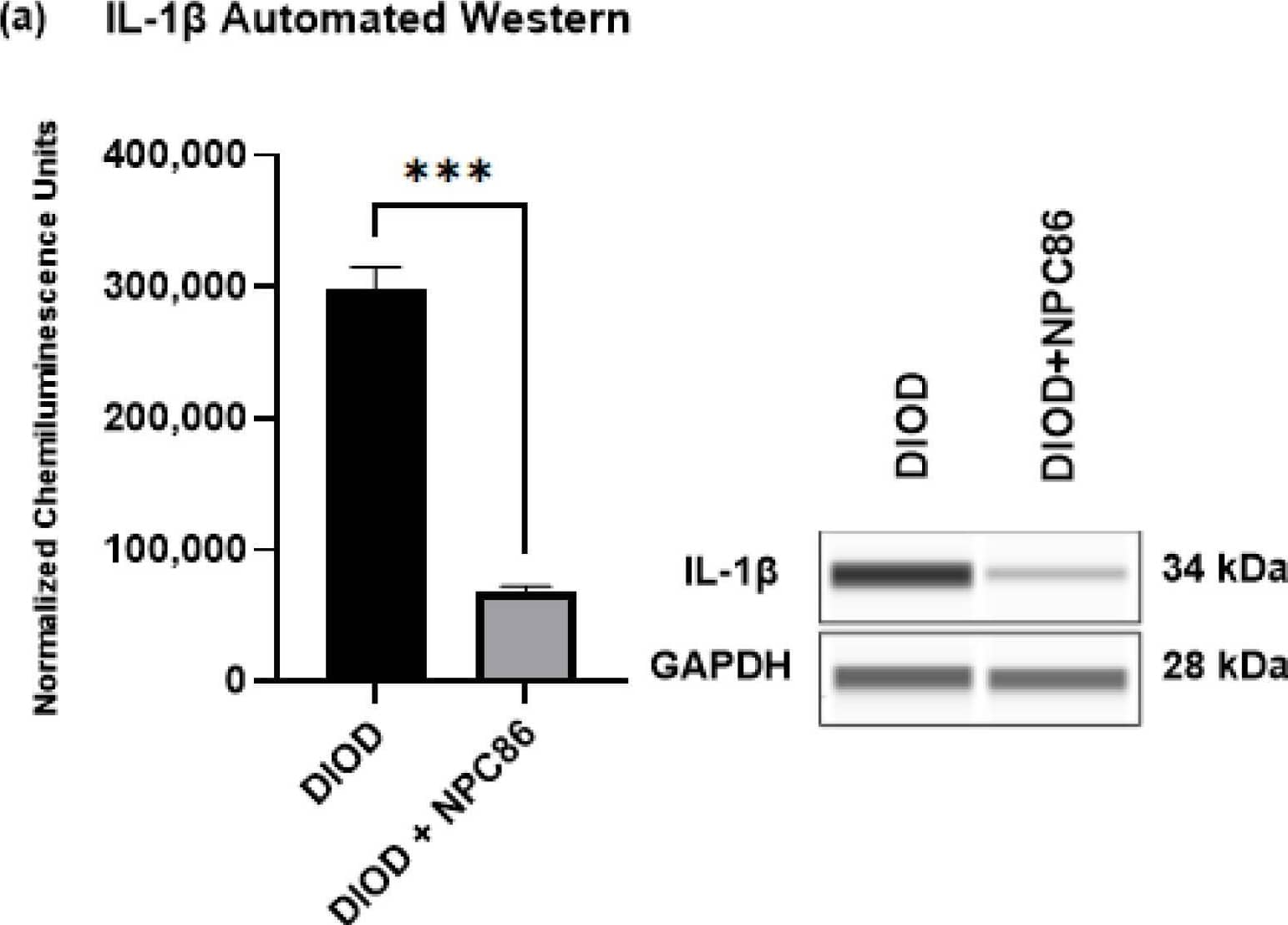 Detection of IL-1 beta/IL-1F2 by Western Blot