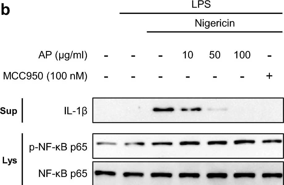 Detection of Mouse IL-1 beta/IL-1F2 by Western Blot