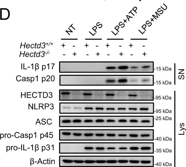 Detection of Mouse IL-1 beta/IL-1F2 by Western Blot