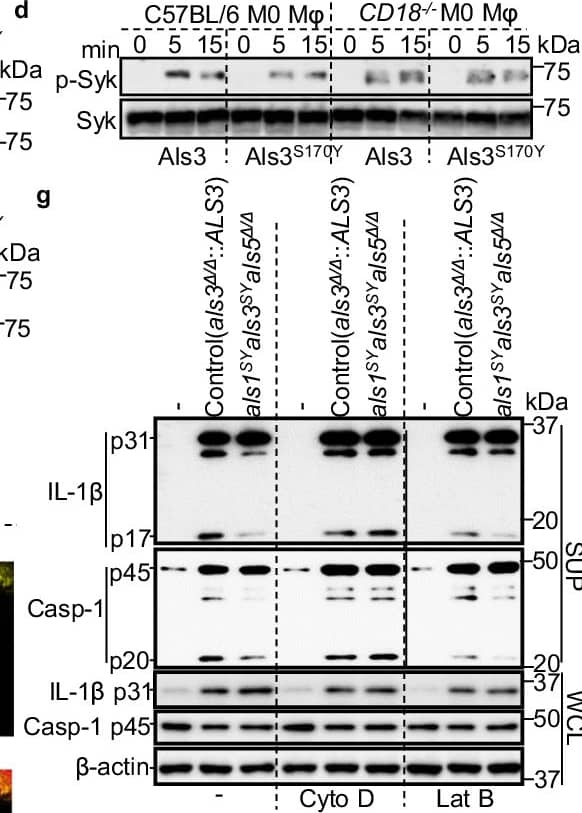 Detection of Mouse IL-1 beta/IL-1F2 by Western Blot