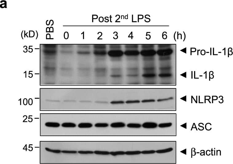 Detection of IL-1 beta/IL-1F2 by Western Blot