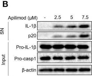 Detection of Mouse IL-1 beta/IL-1F2 by Western Blot