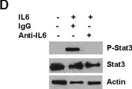 Detection of Mouse IL-6 by Western Blot
