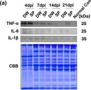 Detection of Mouse IL-6 by Western Blot