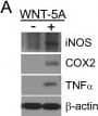 Detection of Mouse TNF-alpha by Western Blot Detection of Mouse TNF-alpha by Western Blot